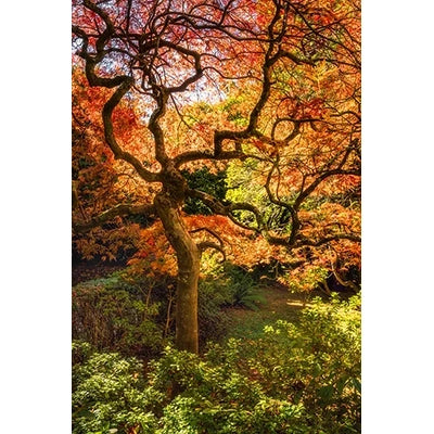 Martin Bigmore Autumn Glory photograph