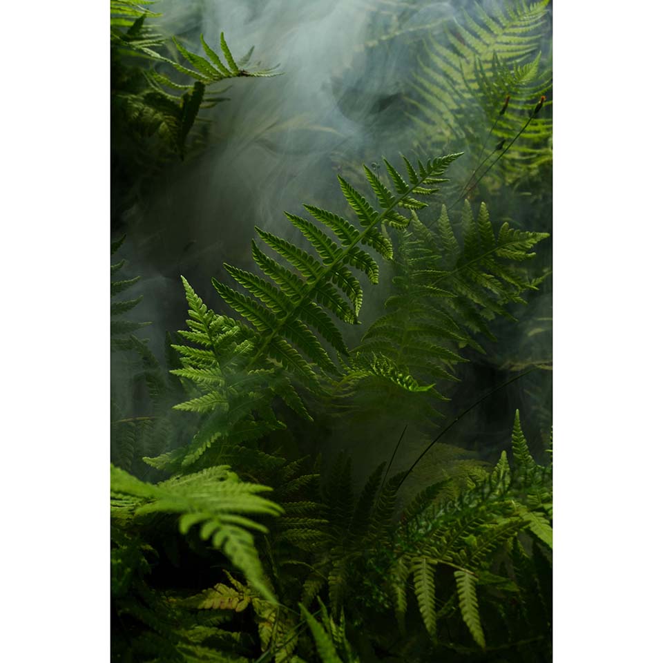 Outdoor metal print of ferns - print only vertical