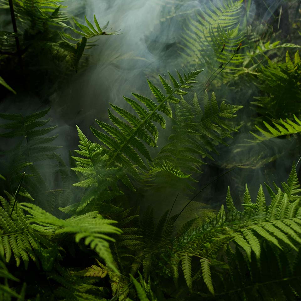 Outdoor metal print of ferns with - print only vertical