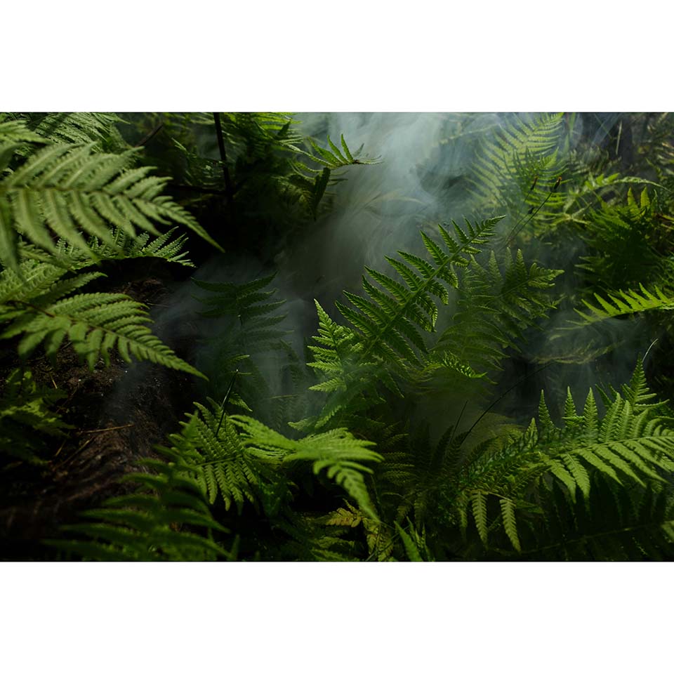 Outdoor metal print of ferns - print only horizontal